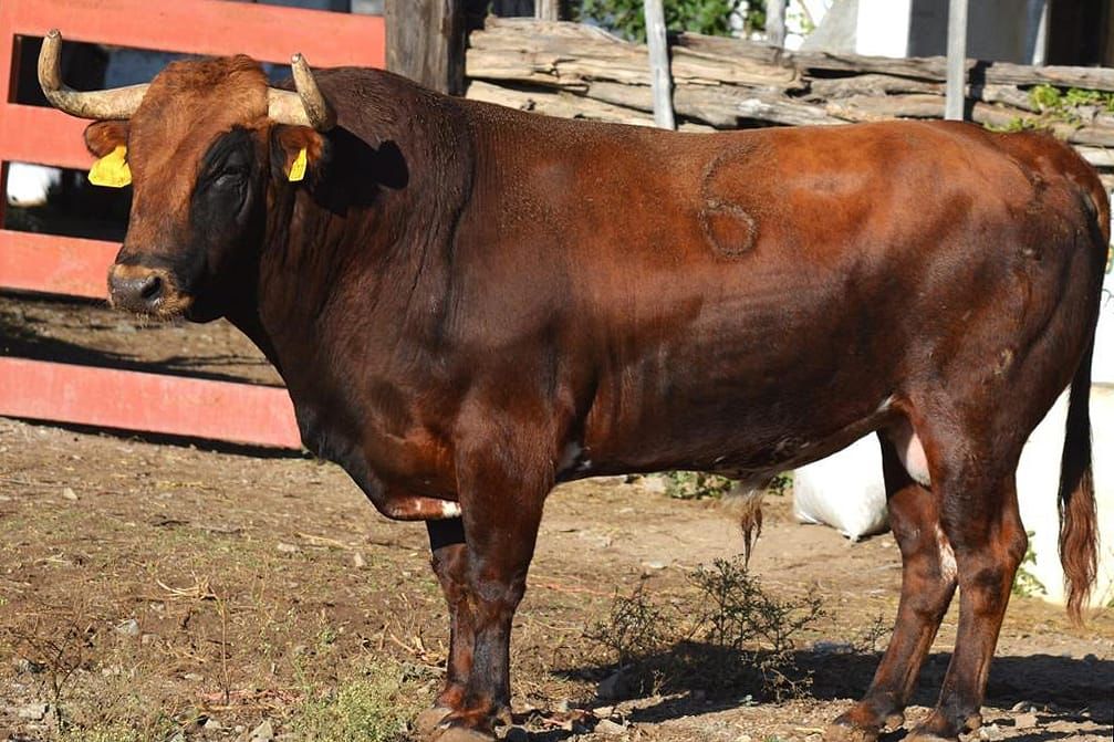 Listos los toros para la Corrida Guadalupana en la Capital